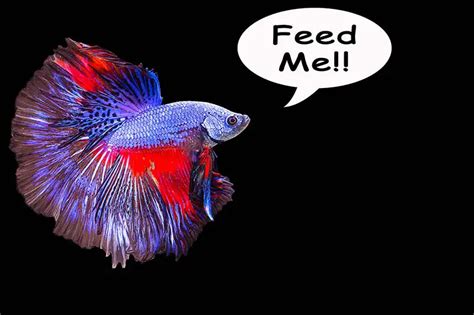 What Do Betta Fish Eat (A Comprehensive Diet Guide).